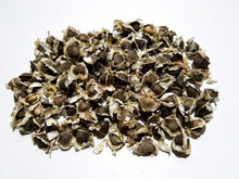 Load image into Gallery viewer, Moringa Seeds